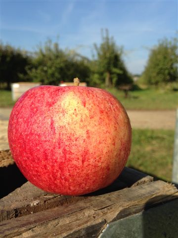 Royal Gala, pomme bio, Le biau Verger à Cheffes, près d'Angers