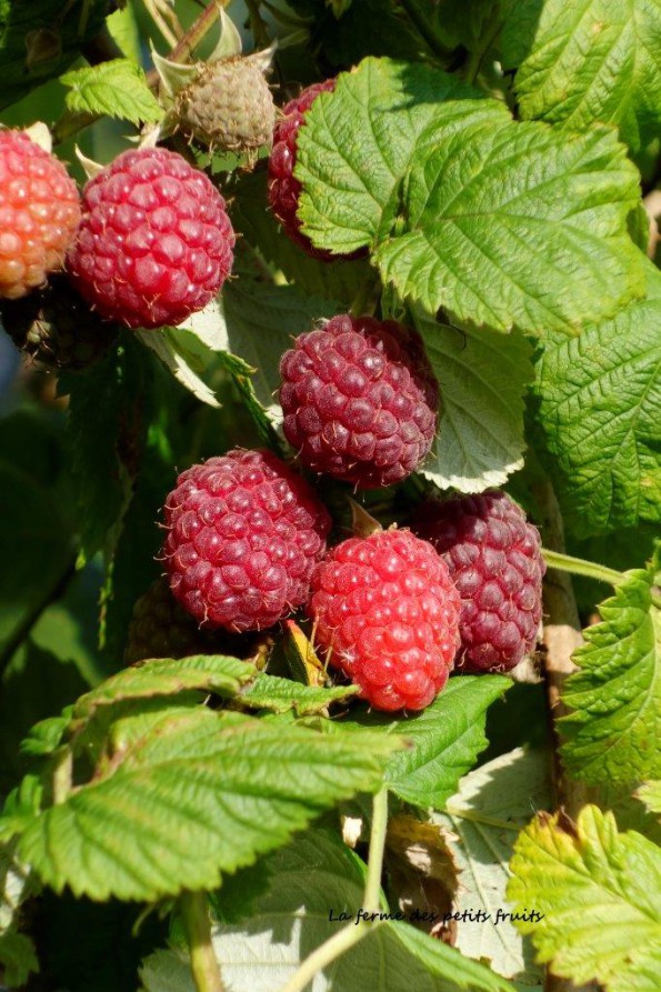 framboises à cueillir