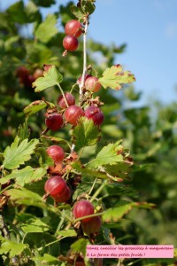 cueillette des fruits rouge